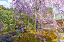 Tourist destination images of Jōshōkōji Temple(2)