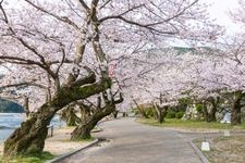 Tourist destination images of Kintai Bridge(1)