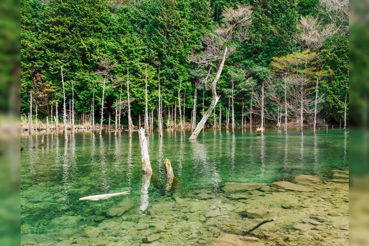 Tourist destination images of Ichinomachi Cherry Blossom Park(2)