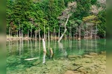 Tourist destination images of Ichinomachi Cherry Blossom Park(2)