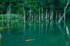 Tourist destination images of Ichinomachi Cherry Blossom Park(3)