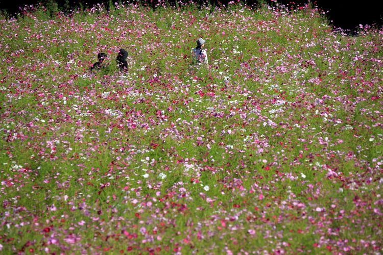 Kurihama Flower World