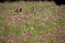 Tourist destination images of Kurihama Flower World(1)