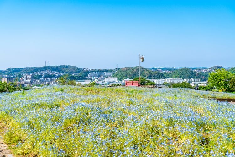 Tourist destination images of Kurihama Flower World(2)