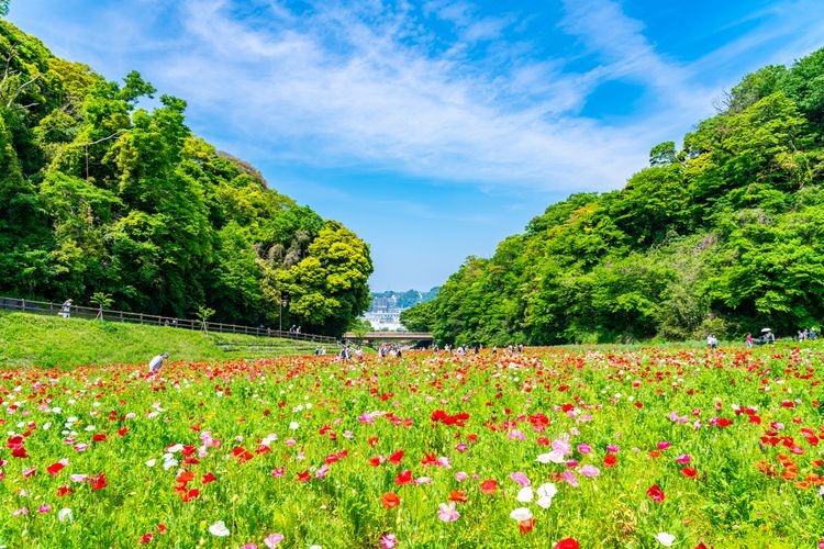 Kurihama Flower World