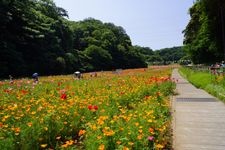 Tourist destination images of Kurihama Flower World(4)