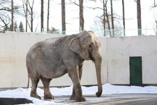 Tourist destination images of Obihiro Zoo(2)