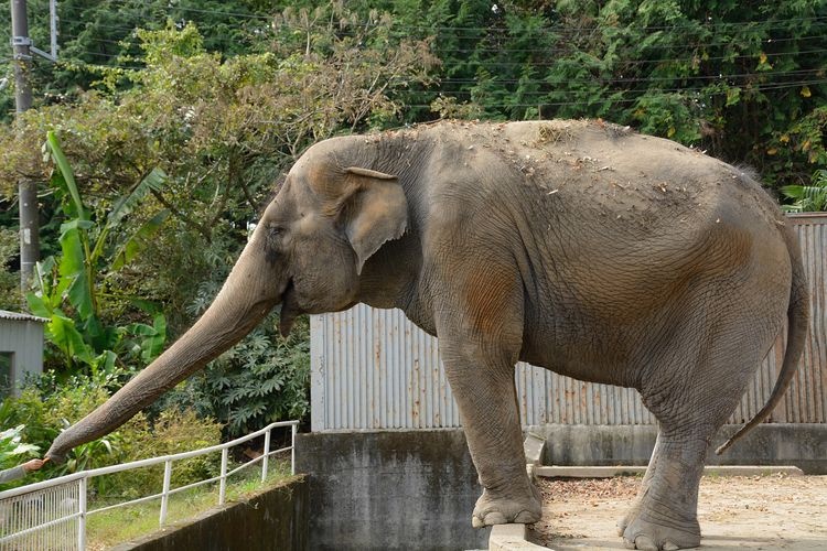 Utsunomiya Zoo