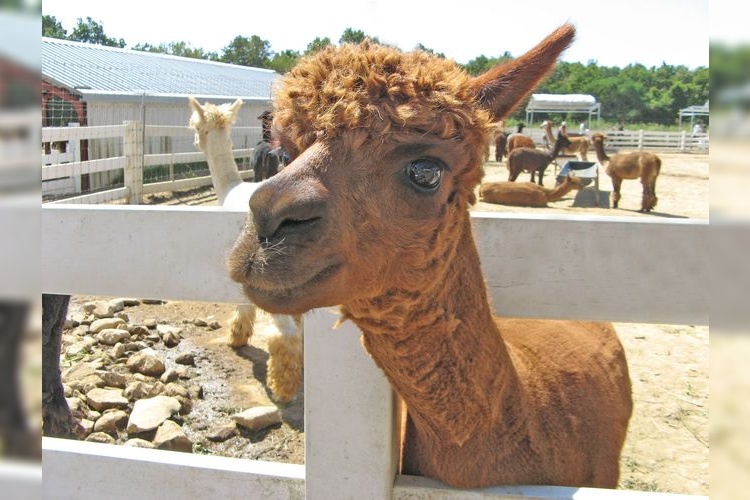 Nasu Alpaca Ranch