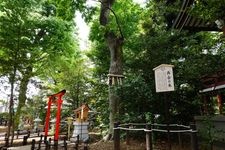 Tourist destination images of Kawagoe Hachiman Shrine(2)