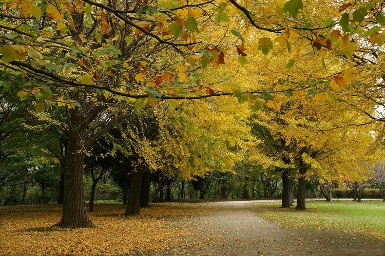 Aoba no Mori Park