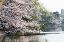 石神井公園の観光地画像(1)