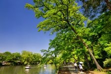 石神井公園の観光地画像(2)