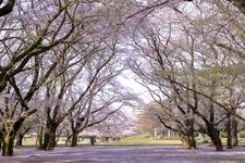 Tourist destination images of Hikarigaoka Park(3)