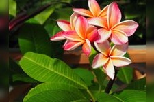 Tourist destination images of Itabashi City Tropical Green House(4)