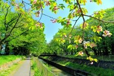 Tourist destination images of Zenpukuji River Green Space(1)