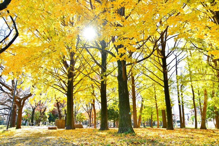 Tourist destination images of Zenpukuji River Green Space(3)