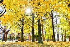 Tourist destination images of Zenpukuji River Green Space(3)