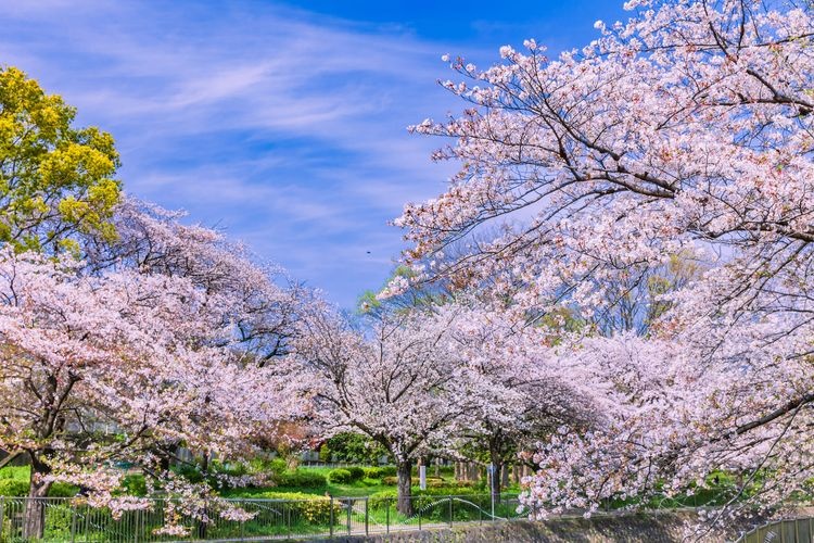 Zenpukuji River Green Space