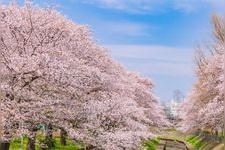 Tourist destination images of Zenpukuji River Green Space(4)