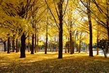 Tourist destination images of Zenpukuji River Green Space(2)