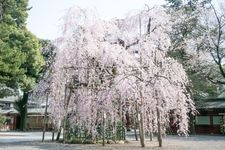 Tourist destination images of Ōkunitama Shrine(4)