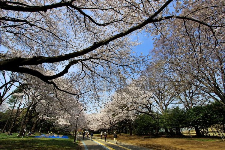 Komazawa Olympic Park