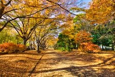 Tourist destination images of Komazawa Olympic Park(2)