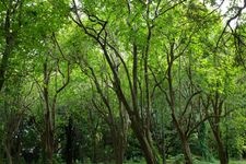東京大学大学院理学系研究科附属植物園（小石川植物園）の観光地画像(1)