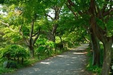 東京大学大学院理学系研究科附属植物園（小石川植物園）の観光地画像(2)