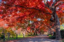 東京大学大学院理学系研究科附属植物園（小石川植物園）の観光地画像(3)