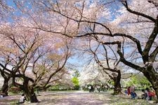 東京大学大学院理学系研究科附属植物園（小石川植物園）の観光地画像(4)