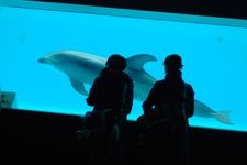 しながわ水族館の観光地画像(1)