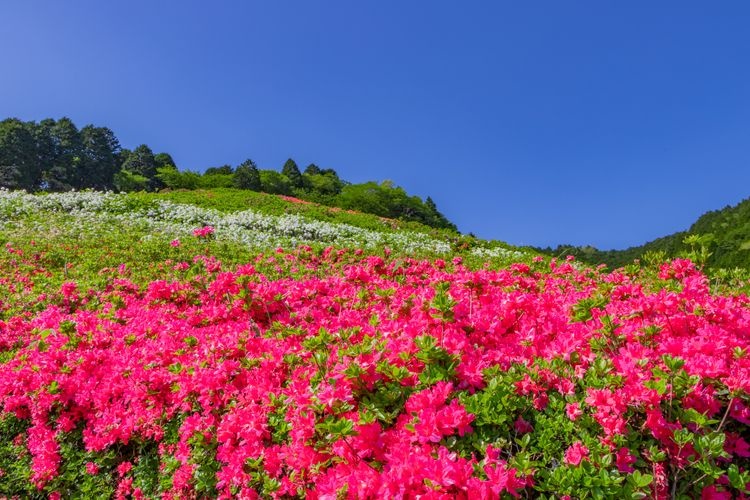 Tourist destination images of Hime no Sato Park(3)