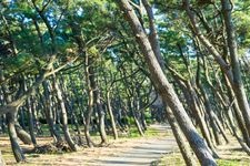 Tourist destination images of Senbonhama Beach(3)