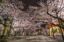 Tourist destination images of Numazu Hie Jinja Shrine(2)