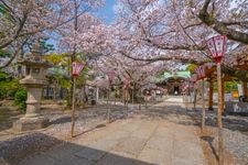 Tourist destination images of Numazu Hie Jinja Shrine(3)