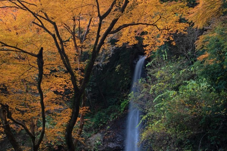 養老の滝