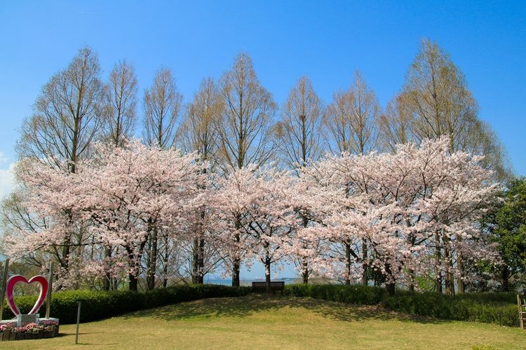 Kusatsu Municipal Mizunomori Water Plant Park