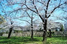 Tourist destination images of Sankou Shrine(1)