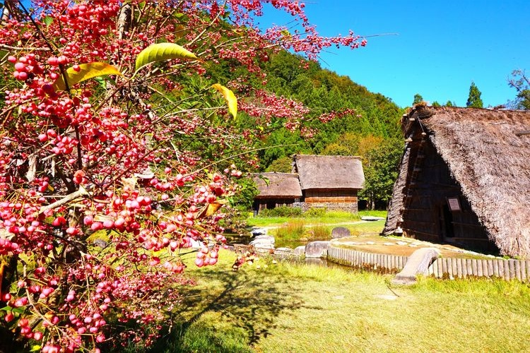 Tourist destination images of Open-Air Museum Gassho-style Farmhouses(2)