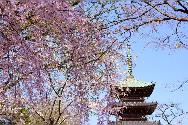 旧寛永寺五重塔 3