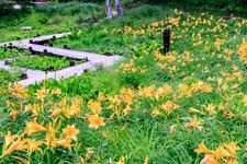 Tourist destination images of Rokko Alpine Botanical Garden(4)