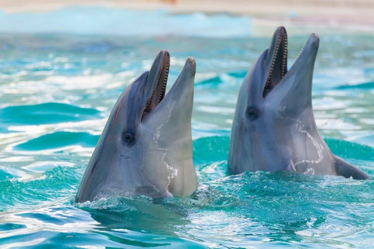 Tourist destination images of Kobe City Suma Seaside Aquarium(3)