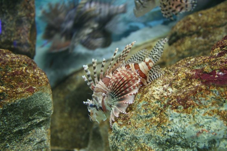 Kobe City Suma Seaside Aquarium