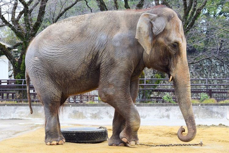 Himeji City Zoo