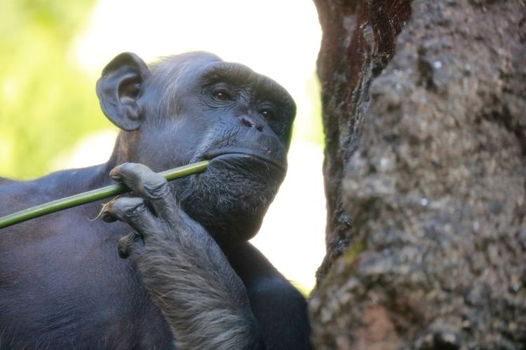 高知縣立野市動物公園的觀光地圖片(2)