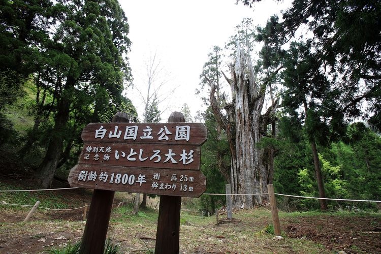 Ishijikishira's Giant Cedar