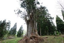 Tourist destination images of Ishijikishira's Giant Cedar(2)