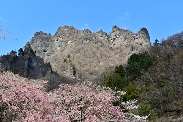 Tourist destination images of Myogi Mountain Sakura no Sato (Prefectural Forest Park)(3)